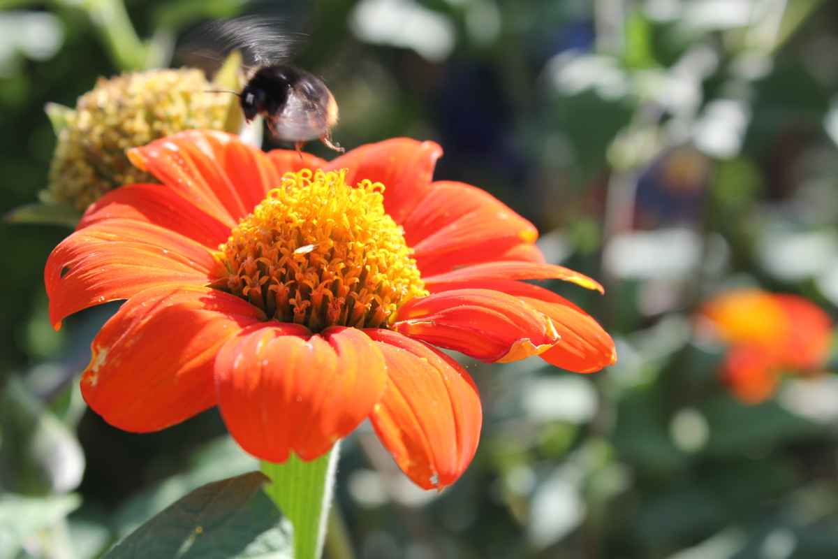 ein Flügelschlag entfernt...