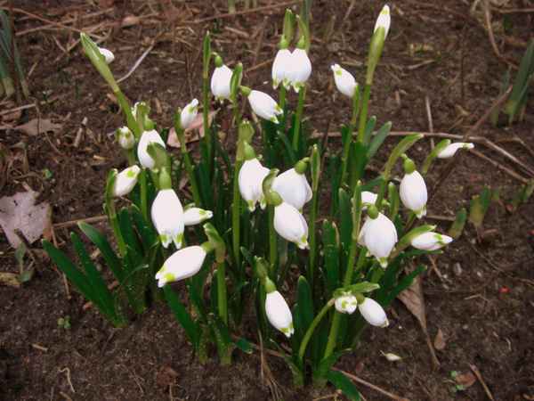 Die ersten Märzenbecher