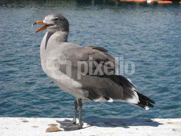 Seemöwe