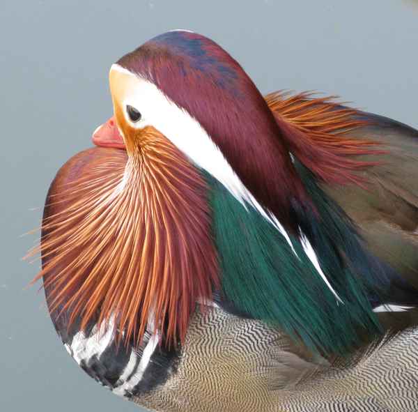 Schönheit in der Frühlingssonne