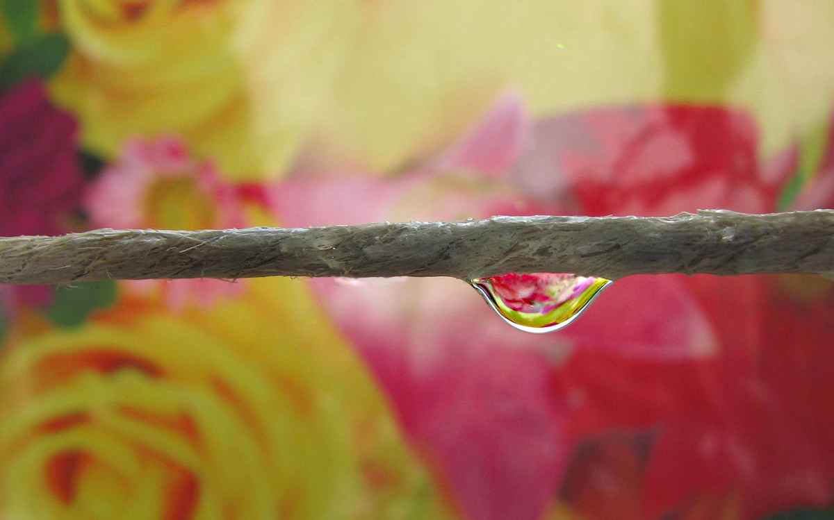 Bei uns regnet es Rosentropfen