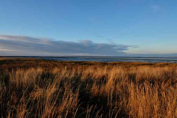 Salzwiesen Dornumersiel