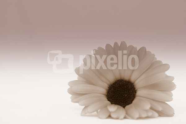 Ringelblume...