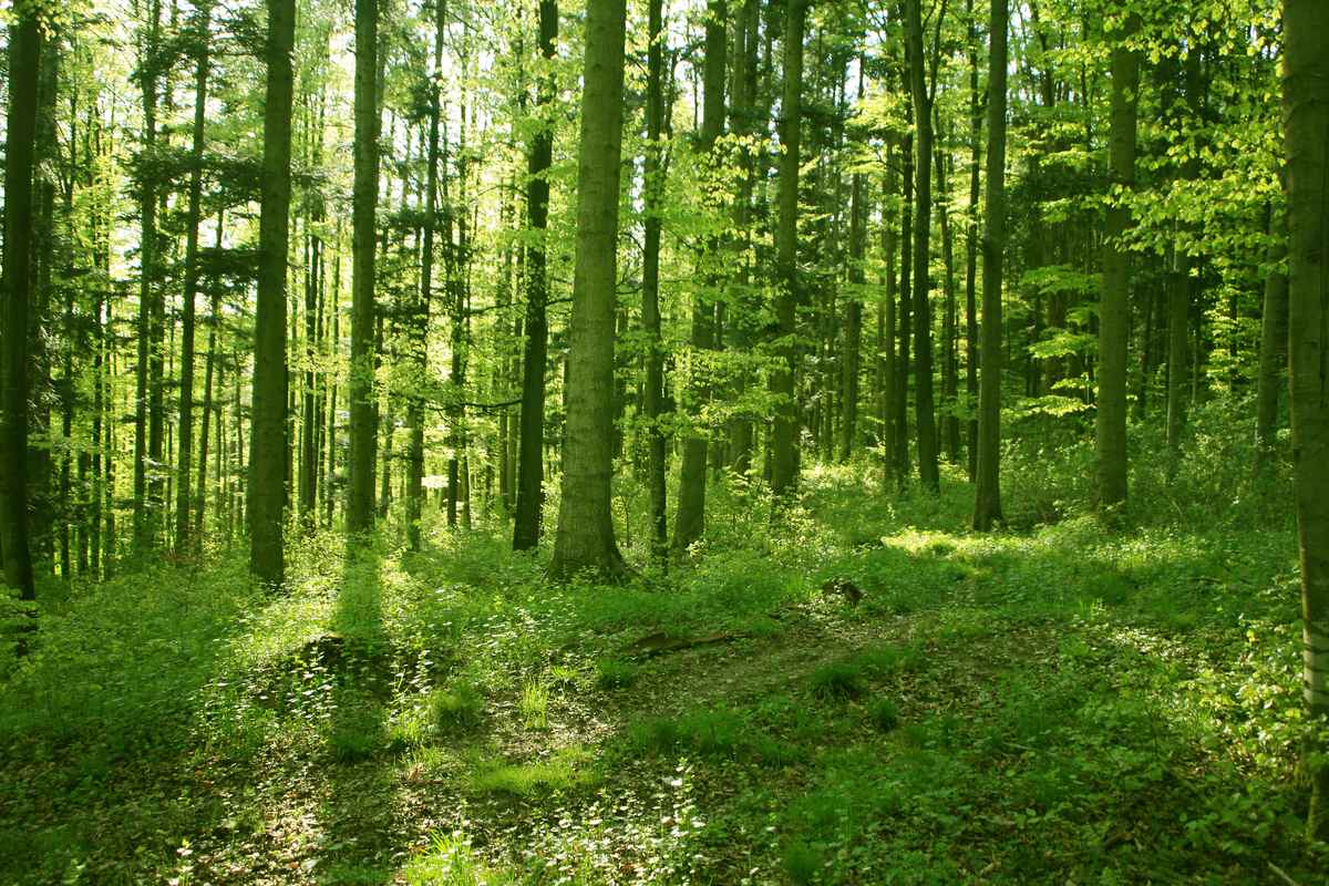 Frühlings-Buchenwald quer_1