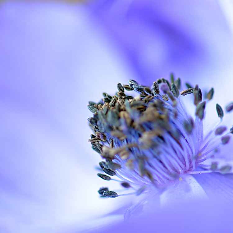 Lila Blüte