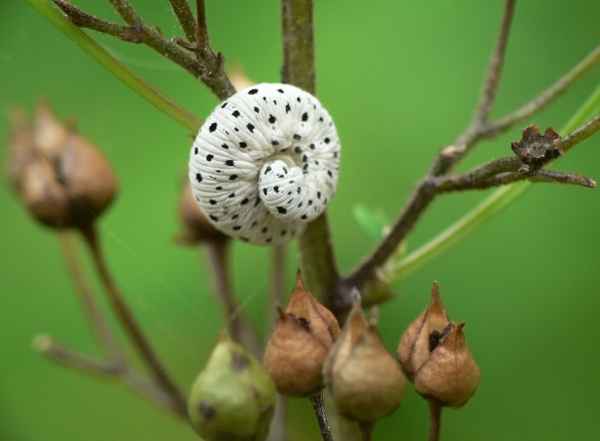Raupe (mir unbekannt)