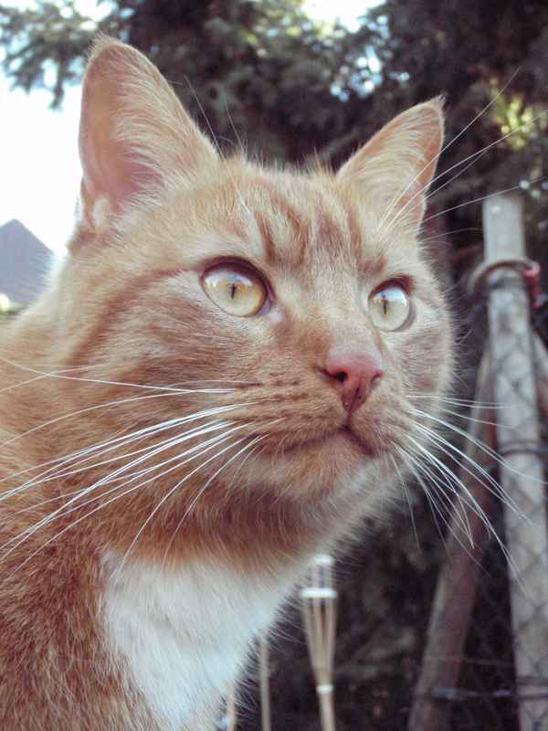 Kater Pelle im Revier