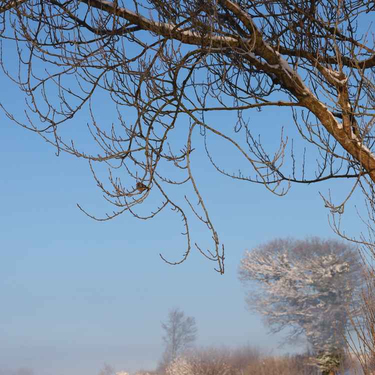 V&ouml;gel im Winter