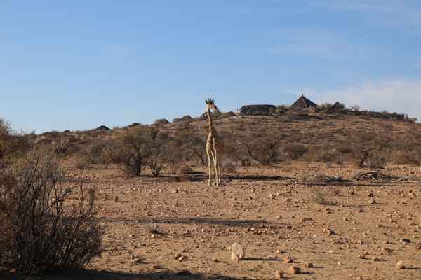 Hotelgiraffe