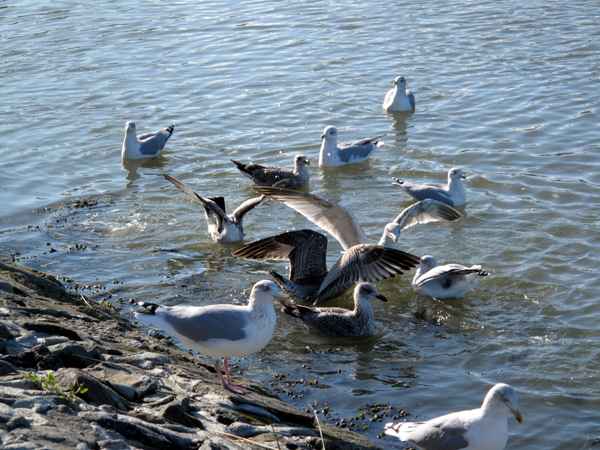 Möwenversammlung am Ufer 2