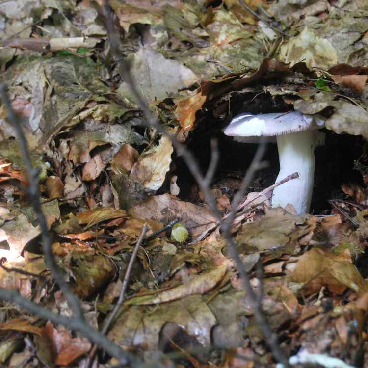 Sonnengeschütz zugedeckt