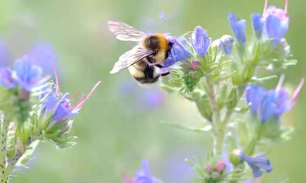 Wiesenhummel auf Natternkopf
