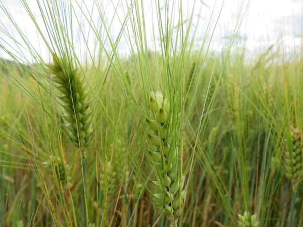 Getreide mal ganz anders