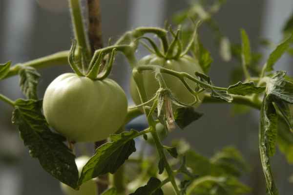 grüne Tomate