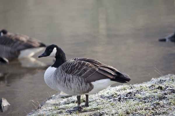 Rein ins Wasser oder nicht