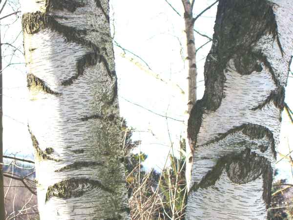 schöne Auge