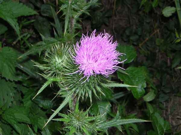 No Name Blume