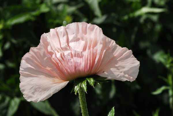 Mohn