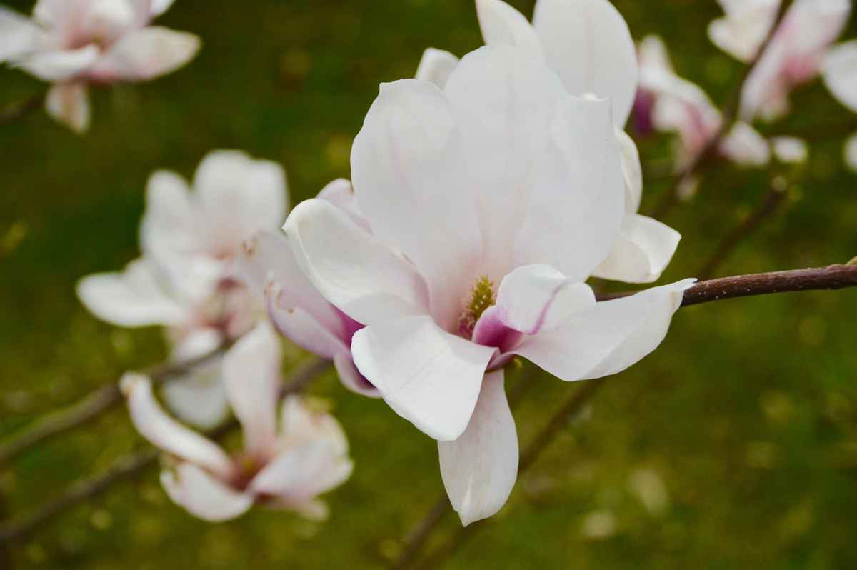 Magnolienstrauch