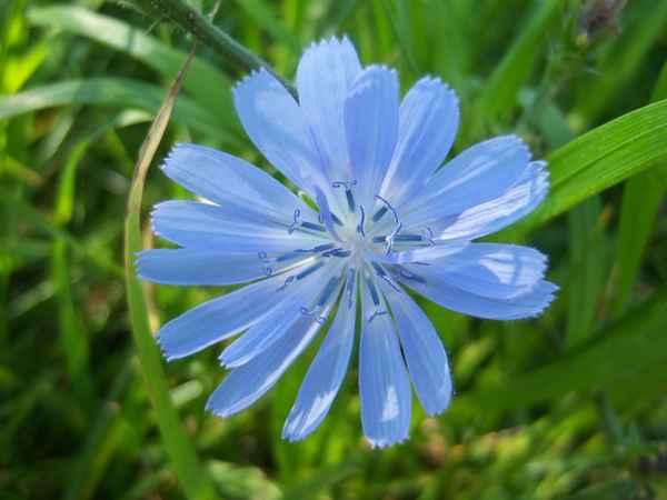 Himmelblaue Wegwarte