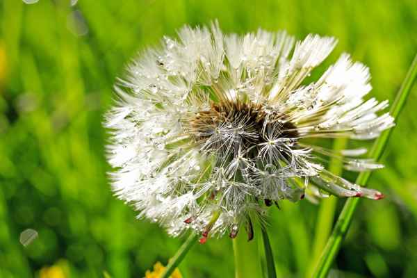 in der nassen wiese