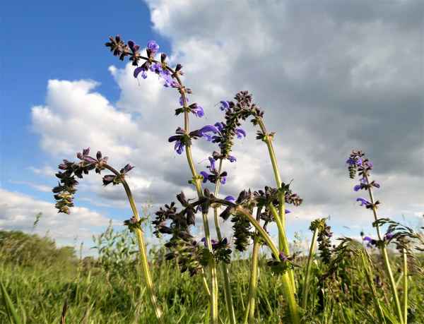 Wiesensalbei
