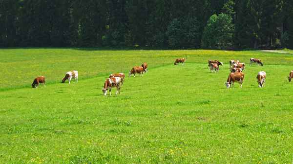 Lauter glückliche Kühe