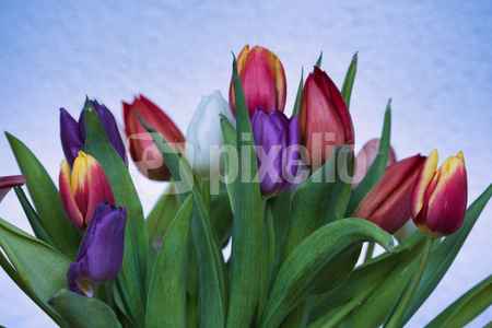 Tulpenstrauß