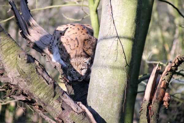 Ein Luchs im Baum