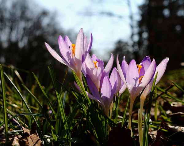 Die Farben des Frühlings 02