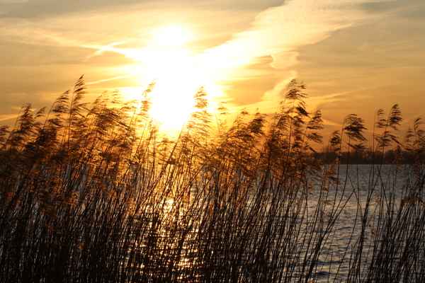 Schilf im Sonnenuntergang