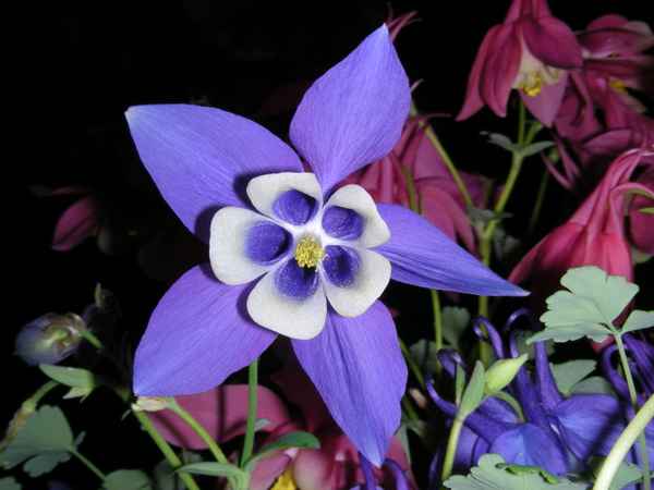 Akelei - blauweiss-01