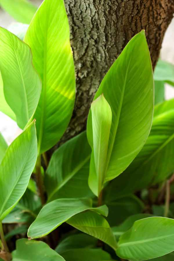 Grünes Blattkleid rund um den Baum