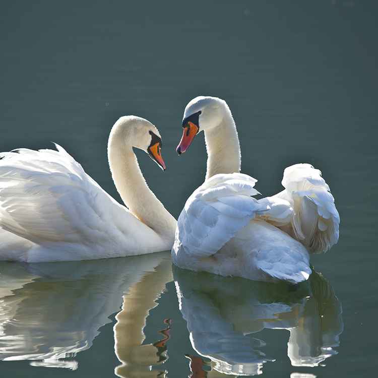 Ein Herz und eine Seele