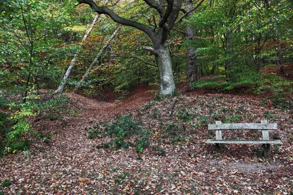 Eine Bank in der Natur