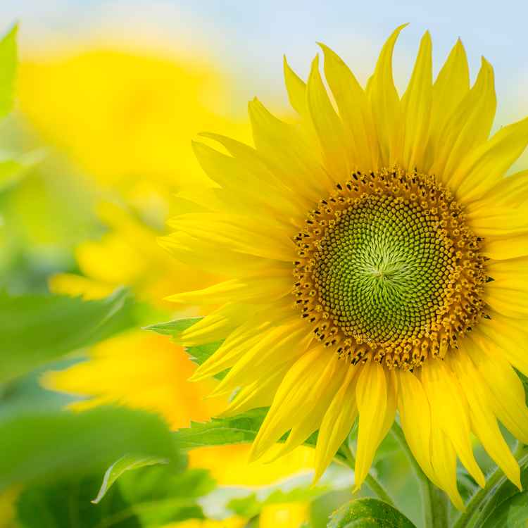 Sommer!!!
