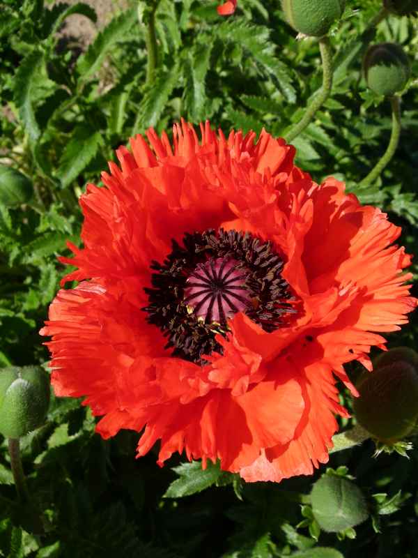 Mohnblüte