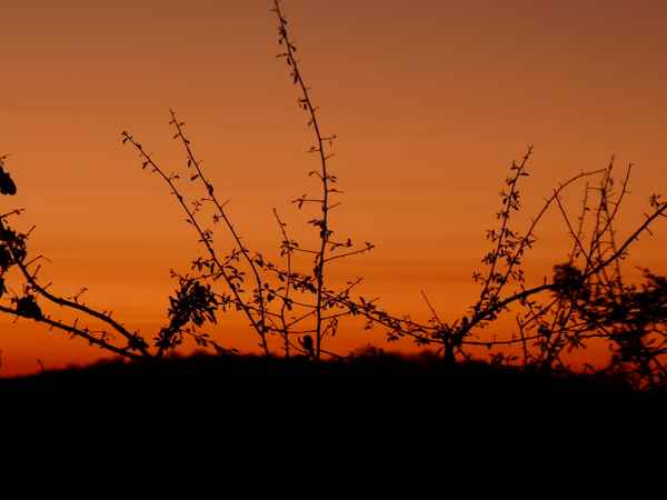 Abendstimmung in Namibia
