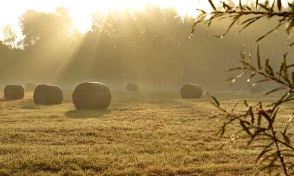 nebel in den feldern  7