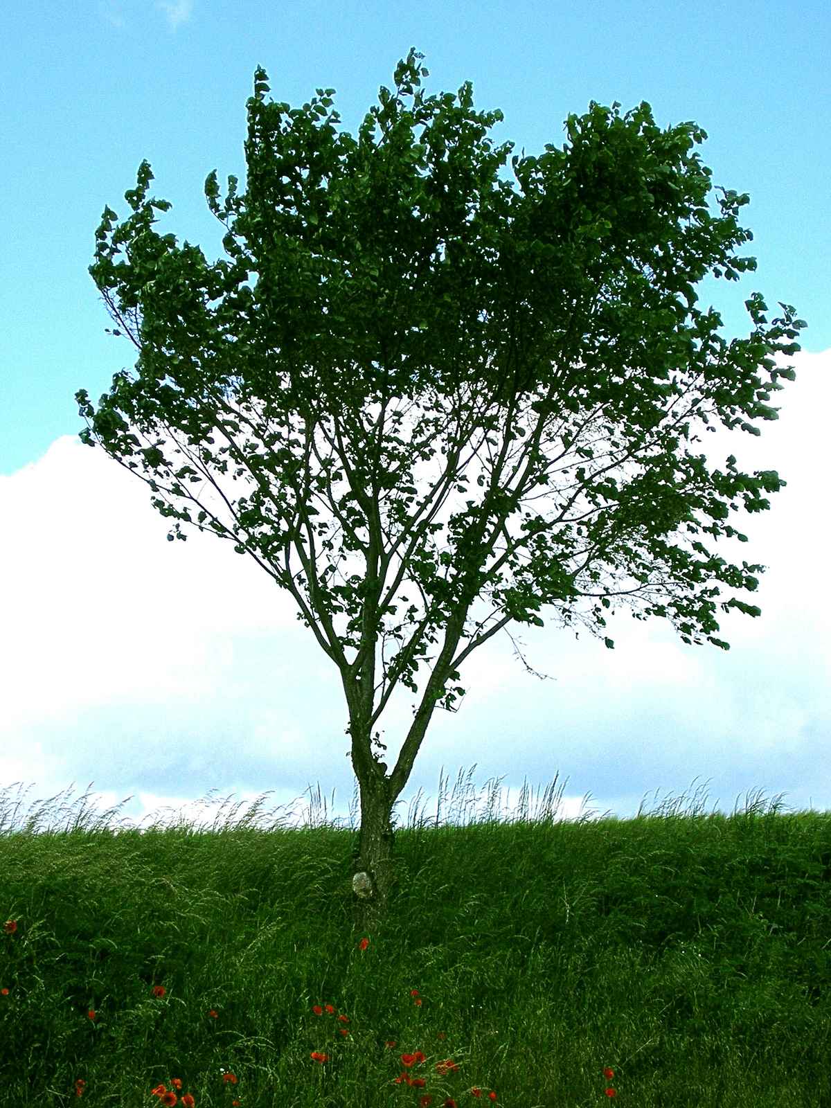 ein Baum