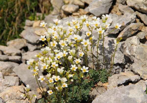 Rispen-Steinbrech 01