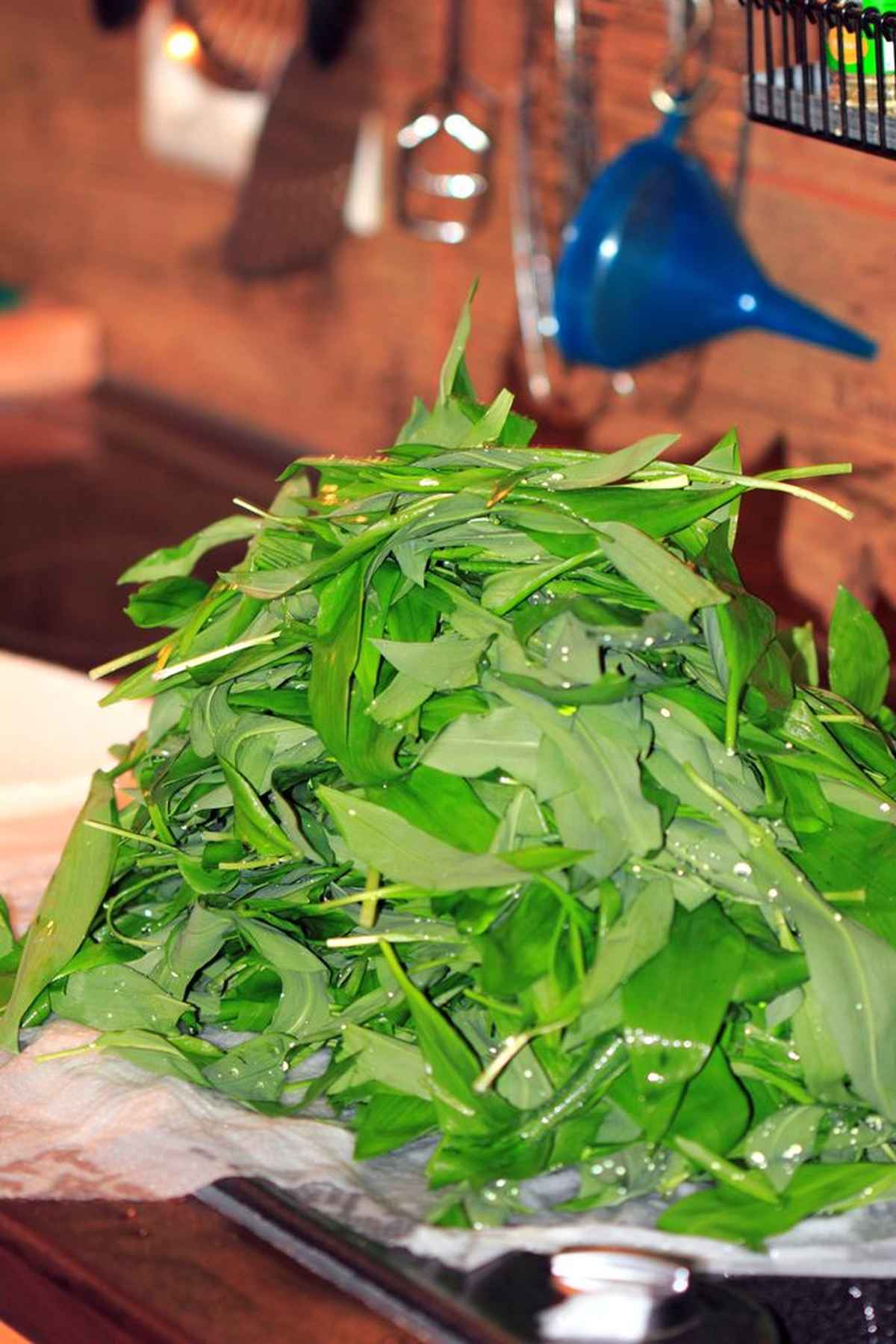 Der Bärlauch ist schon da...