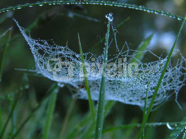 Spinnennetz im Morgentau