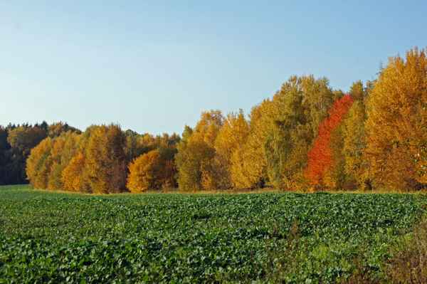 Herbstlandschaft