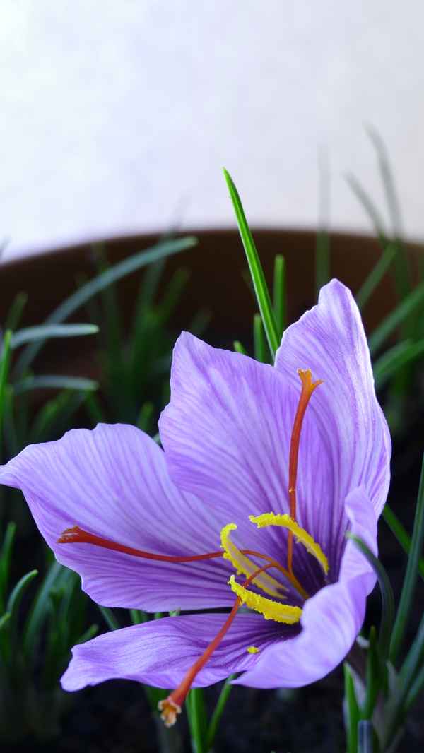 Safran-Krokus_3
