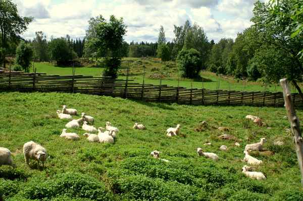Schafwiese - Sommer in Südschweden