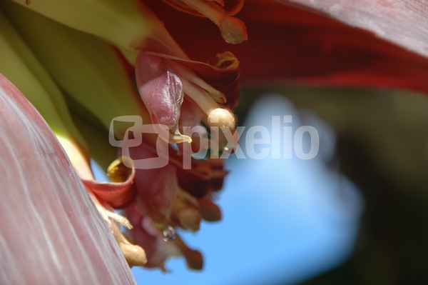 Bananenblüte 04