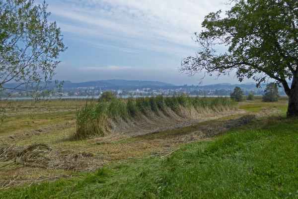 Rietland am Pfäffikersee
