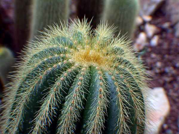 Palmengarten Frankfurt