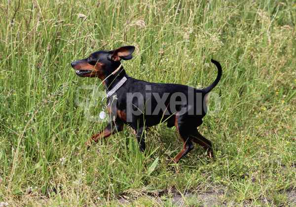 zwergpinscher